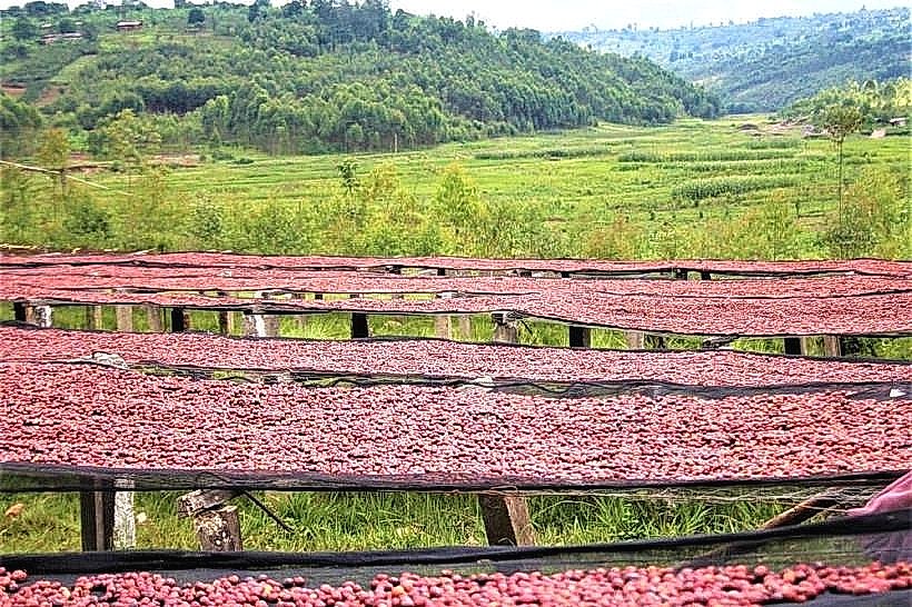 Burundi Coffee Plantations