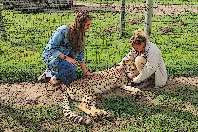 Cheetah Outreach