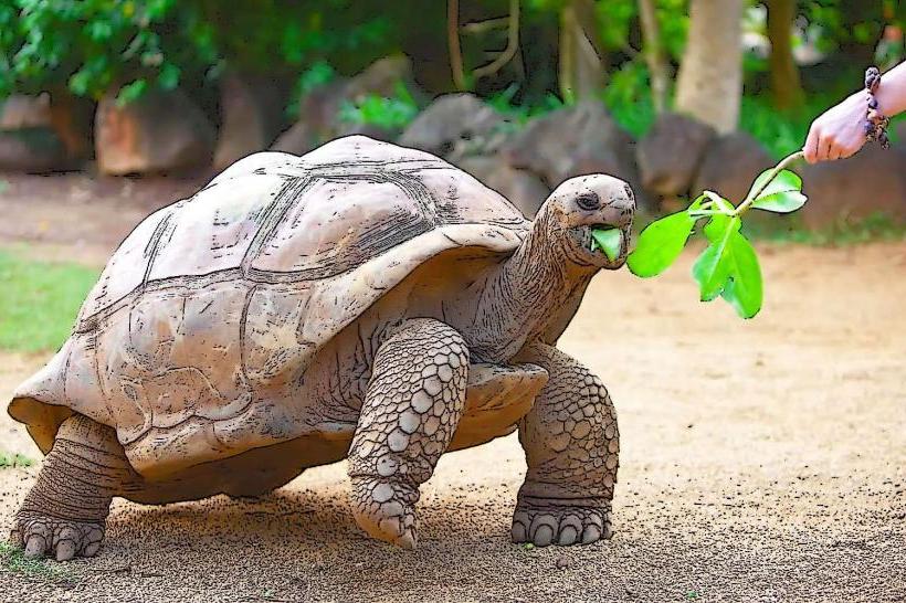 Aldabra Giant Tortoises