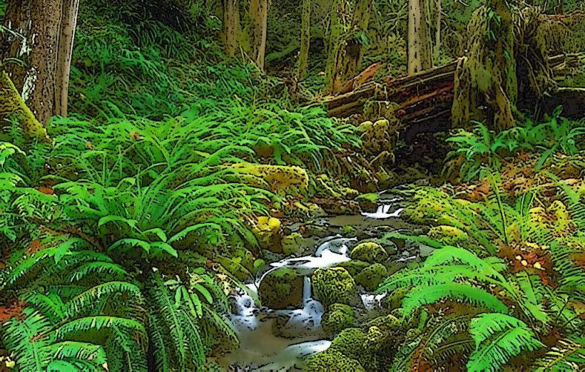 Sinharaja Forest Reserve