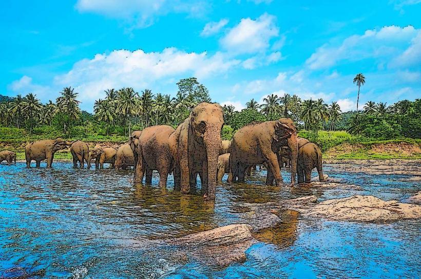 Pinnawala Elephant Orphanage