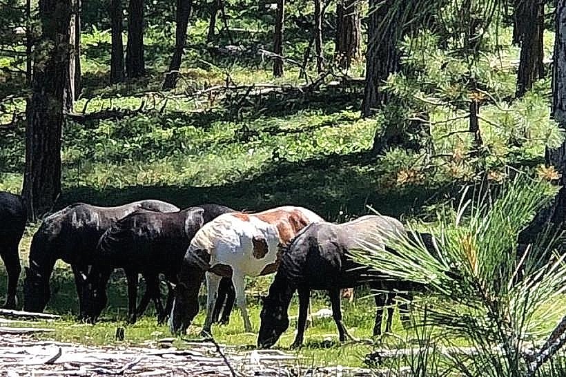Wild Horse Island State Park