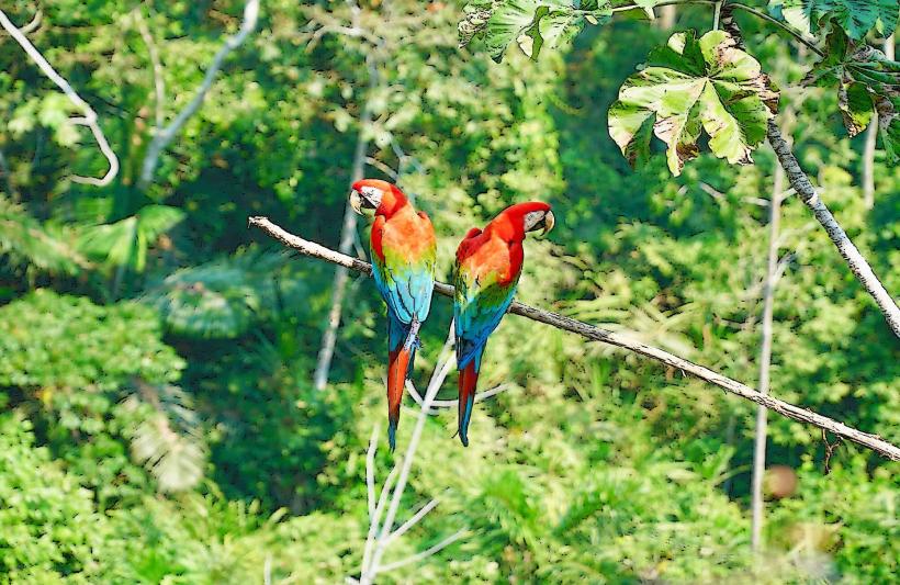 Jungle Tours of Beni