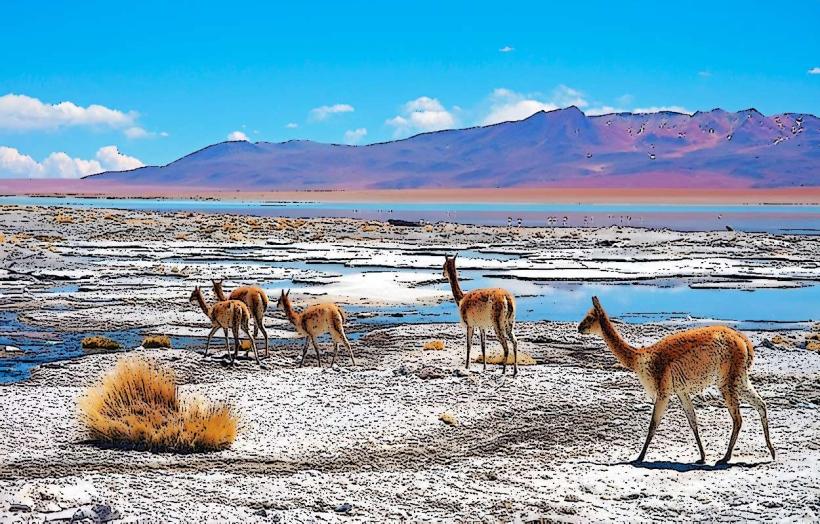 Reserva Nacional Eduardo Avaroa