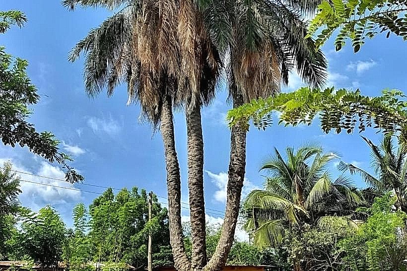 Three-Headed Palm Tree