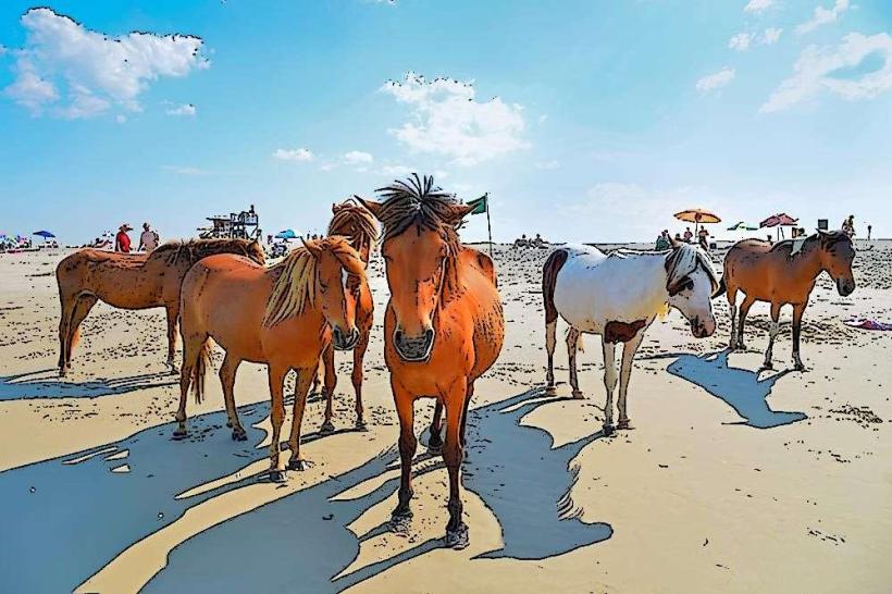 Assateague Island National Seashore