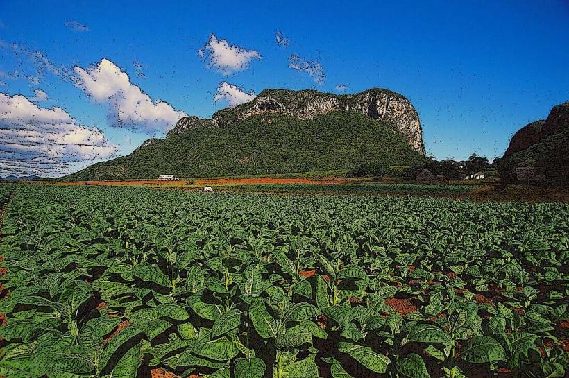 Pinar del Río tobacco plantations