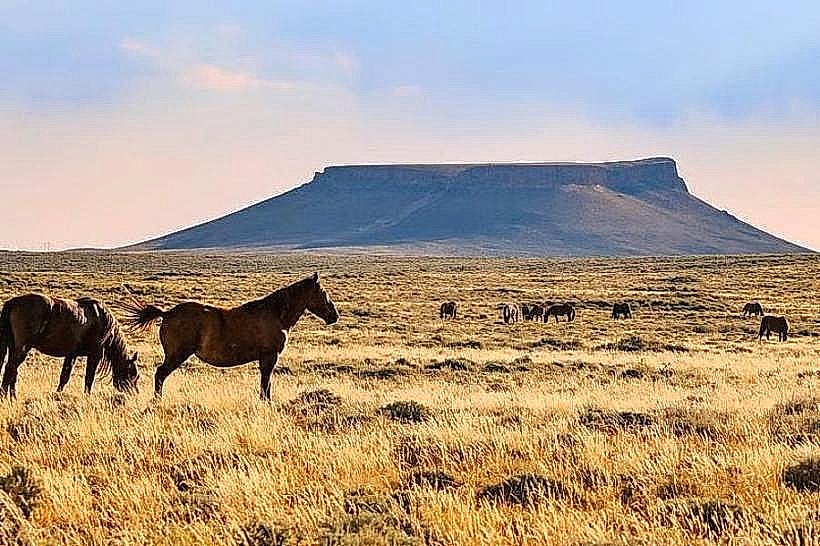 Pilot Butte Wild Horse Scenic Loop