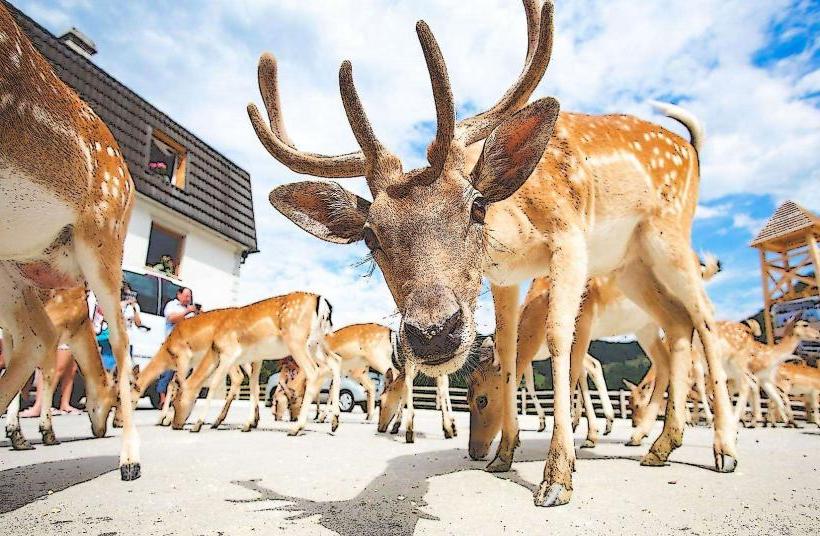 Jelenov Greben Deer Park