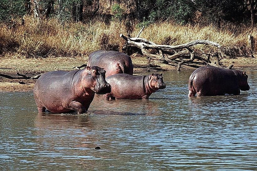Mkhaya Game Reserve