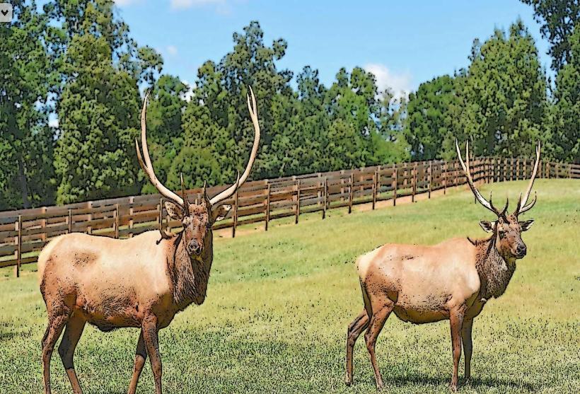 Chestatee Wildlife Preserve & Zoo