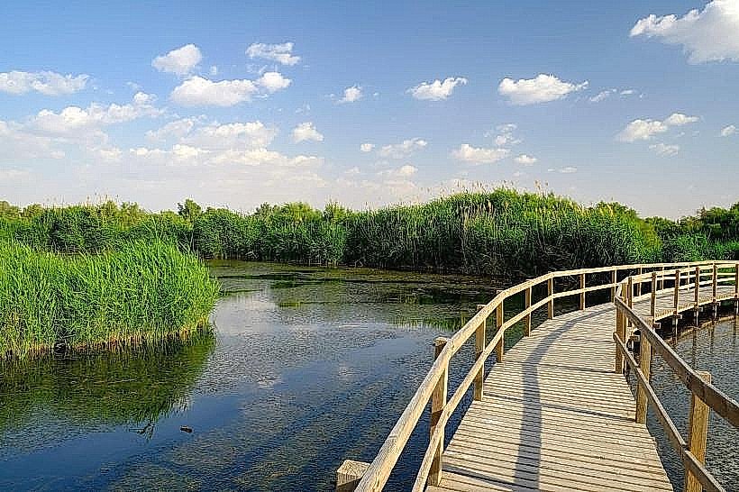 Azraq Wetland Reserve