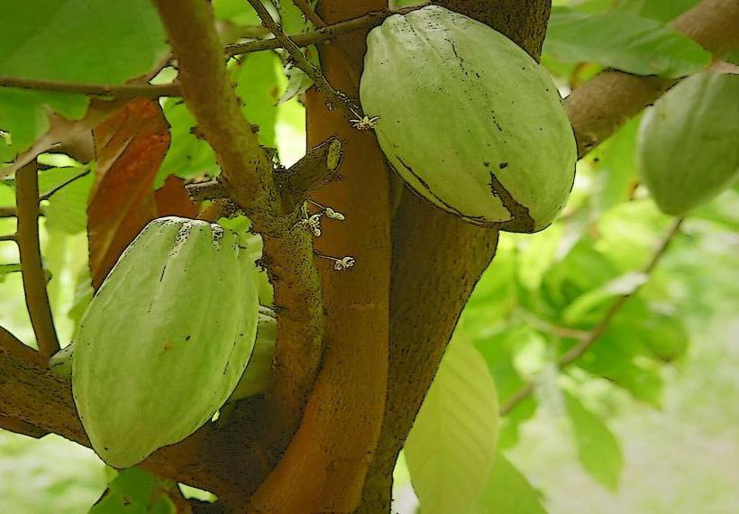 Cacao Forest