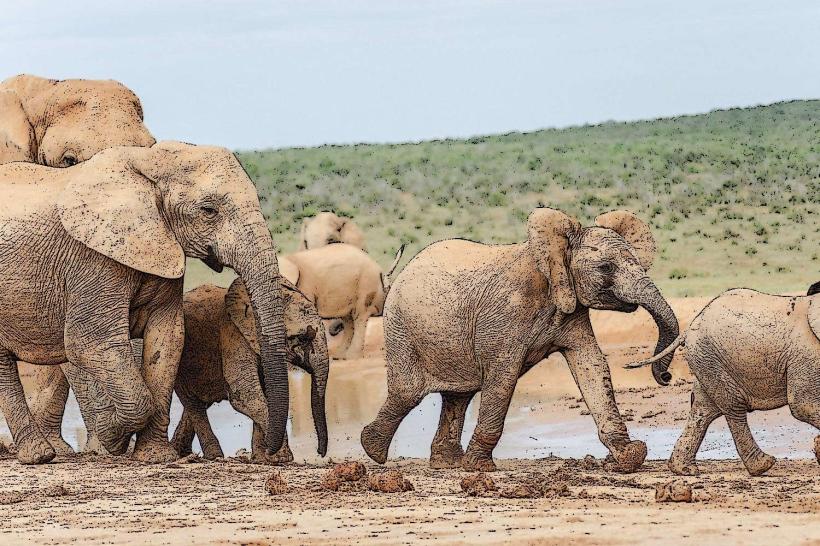 Addo Elephant National Park