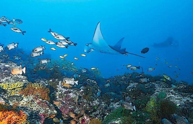 Manta Reef