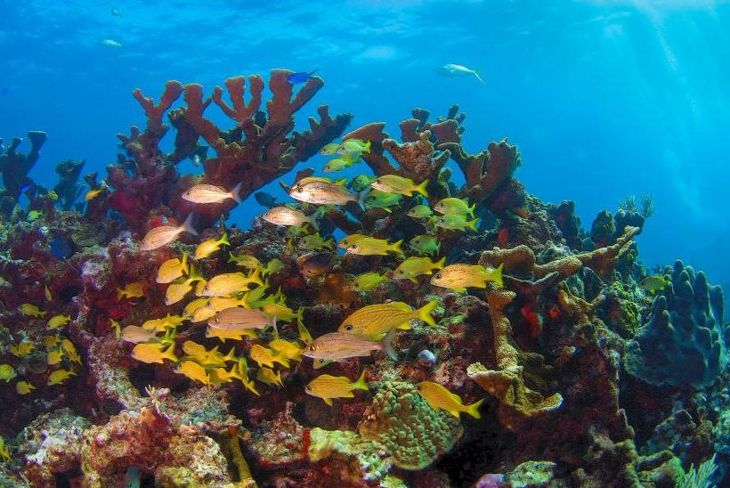 Hol Chan Marine Reserve