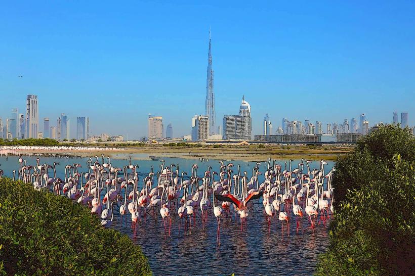 Ras Al Khor Wildlife Sanctuary