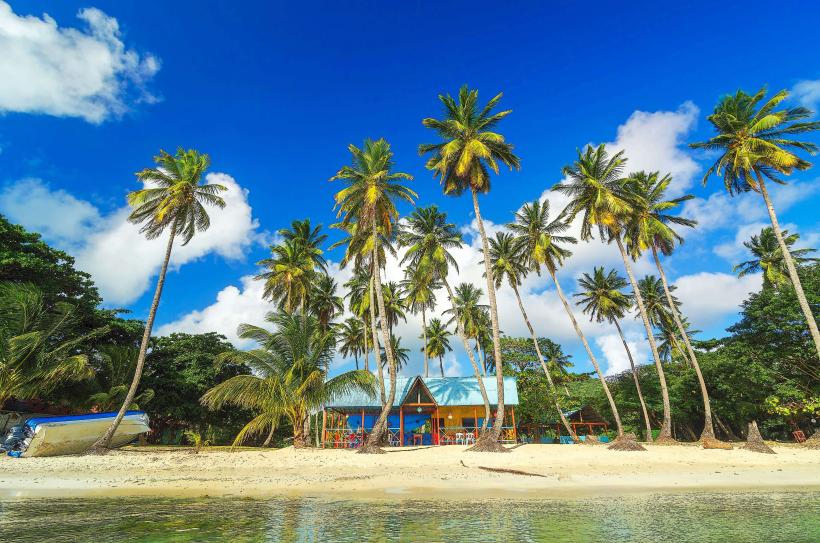 Island’s Coconut Palms
