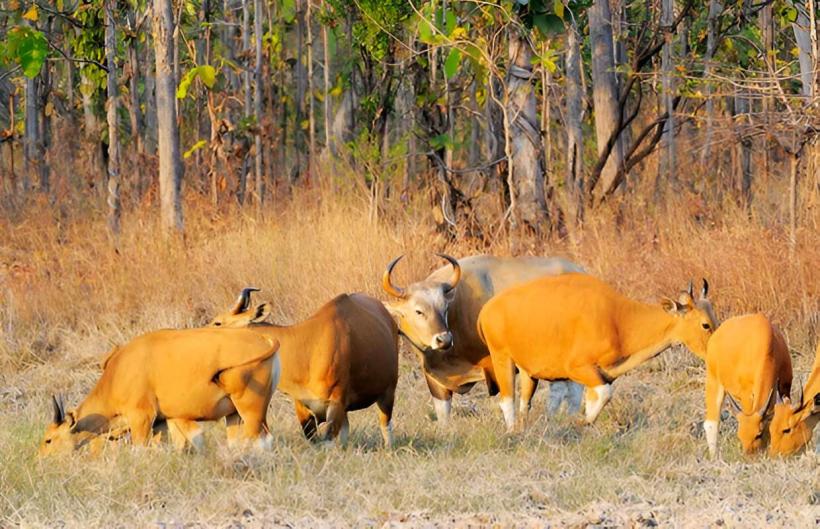 Phnom Prich Wildlife Sanctuary
