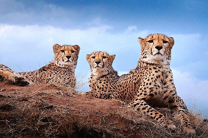 Cheetah Conservation Fund (CCF)