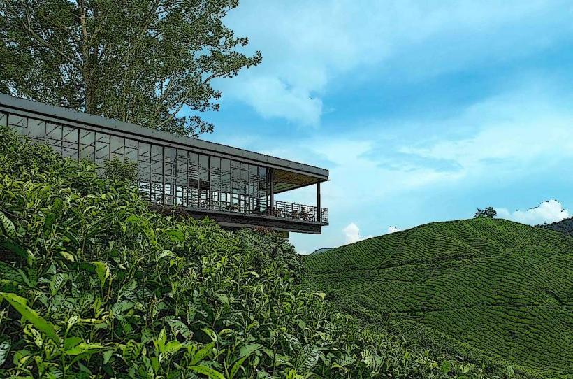 Boh Tea Plantation