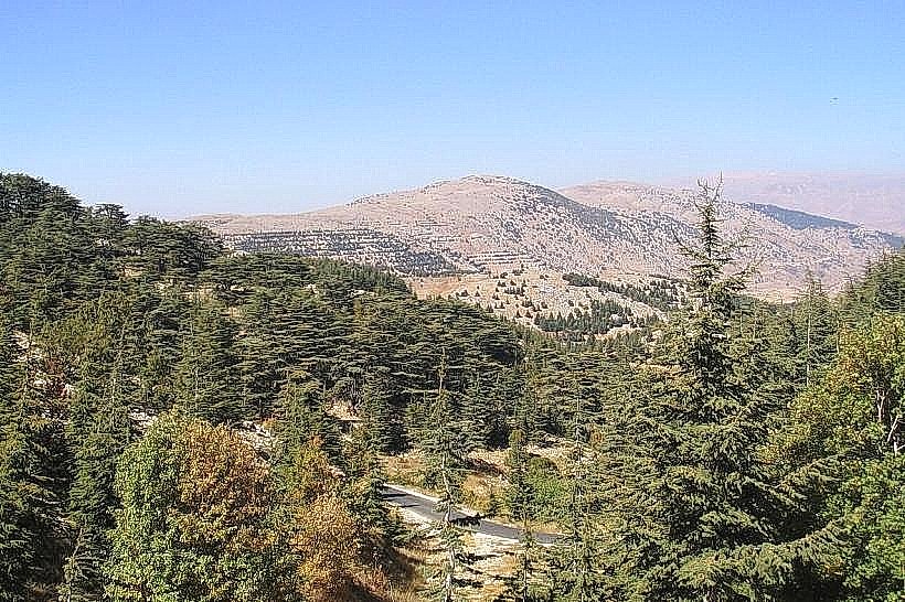 Barouk Cedar Forest