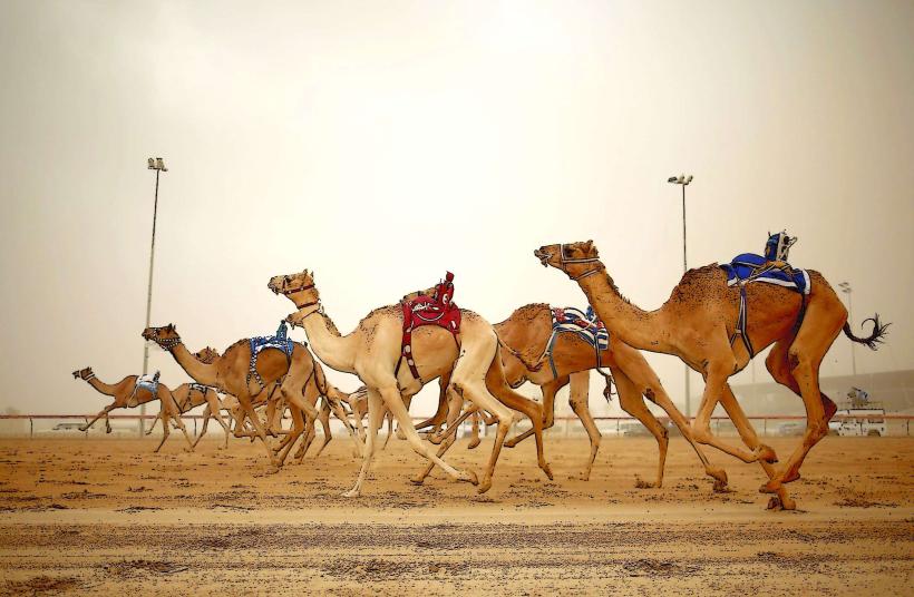 Al Tallah Camel Race Course