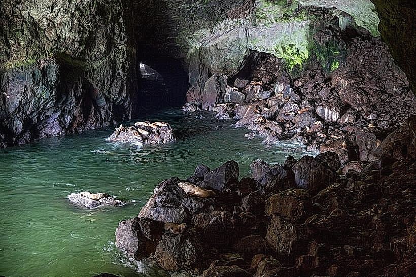 Sea Lion Caves