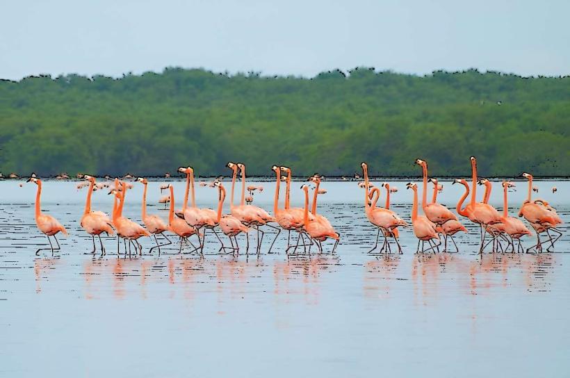 La Ciénaga de los Olivitos