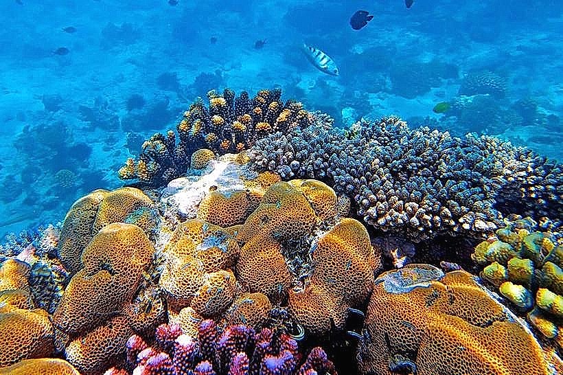 Coral Reef Viewpoints
