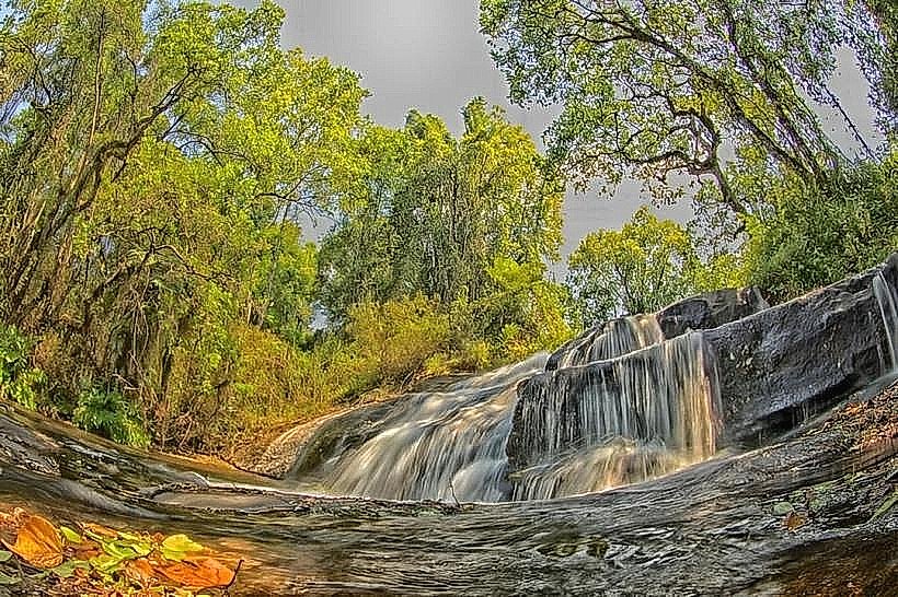 Viphya Forest Reserve