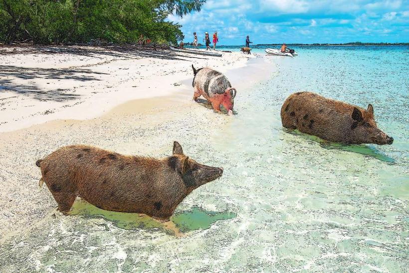 Pig Beach (Big Major Cay)