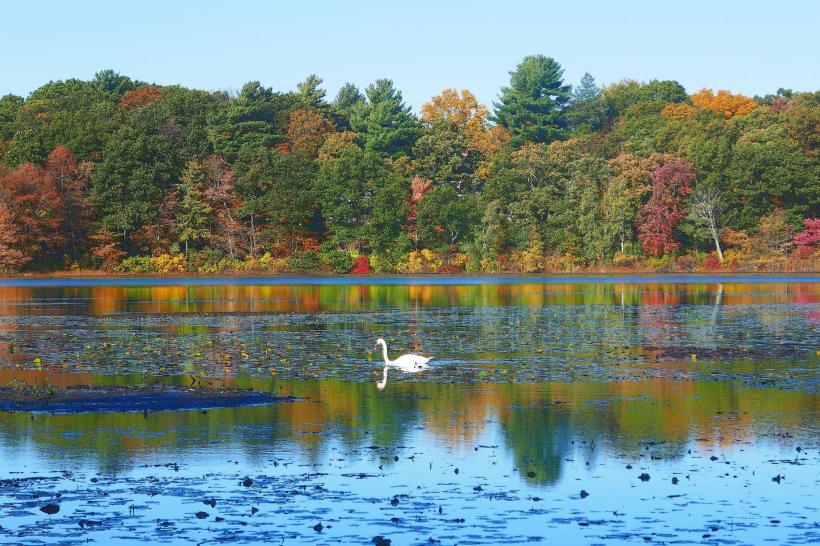 Hammond Pond Reservation