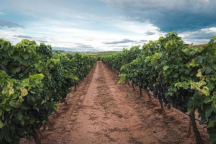 Batroun Wineries