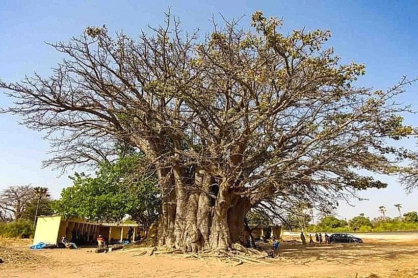 Sacred Baobab of Joal
