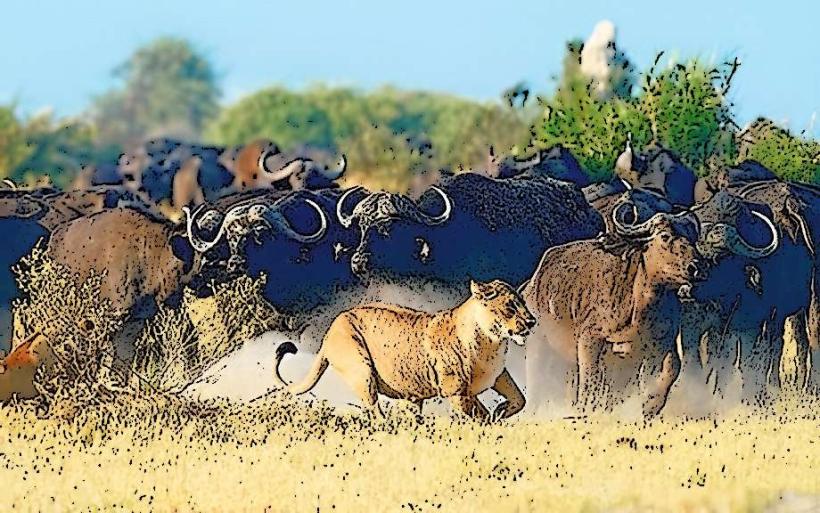 Buffalo Springs National Reserve