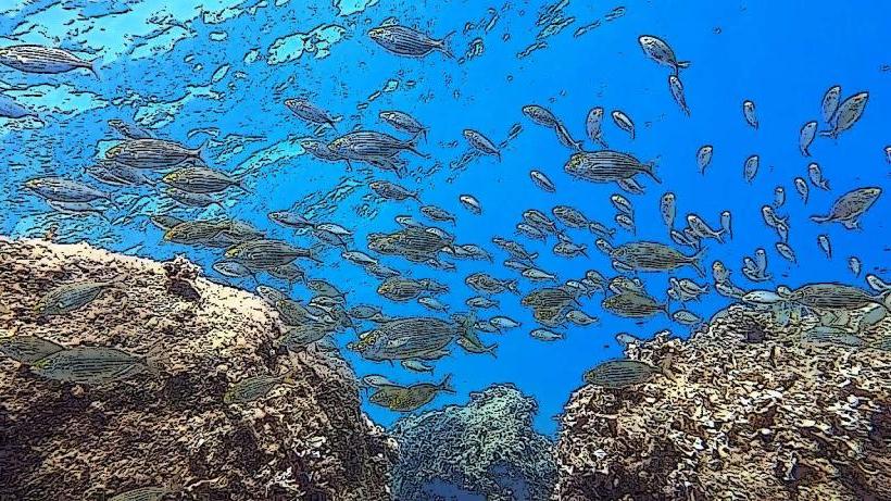 Larvotto submarine reserve