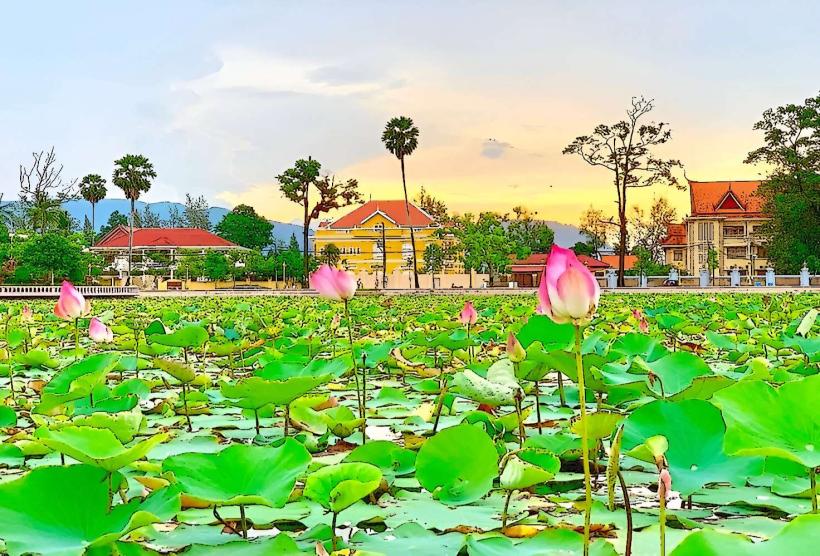 Lotus Pond