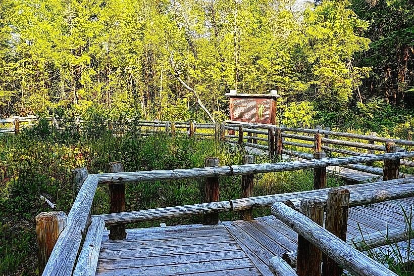 Darlingtonia State Natural Site