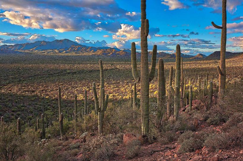 Saguaro National Park