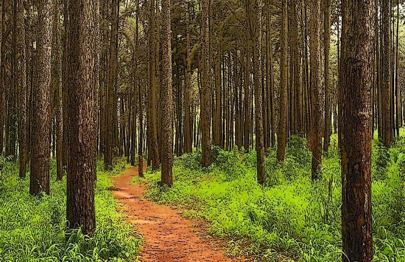 Ngwo Pine Forest