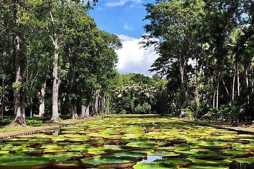 Sir Seewoosagur Ramgoolam Botanical Garden