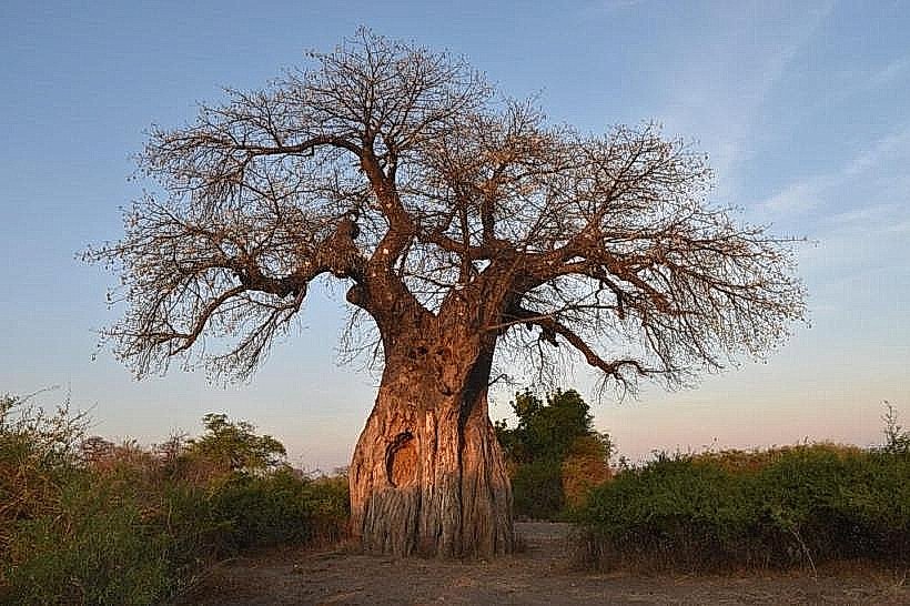 Tree 1001 (Baobab)