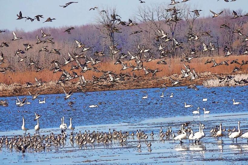 Shiawassee National Wildlife Refuge