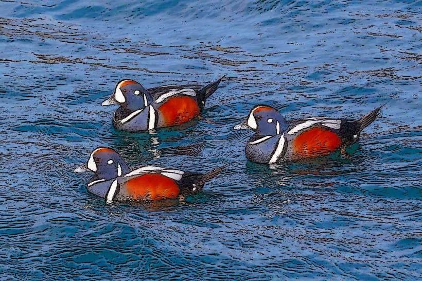 Lake Mývatn Bird Watching Area