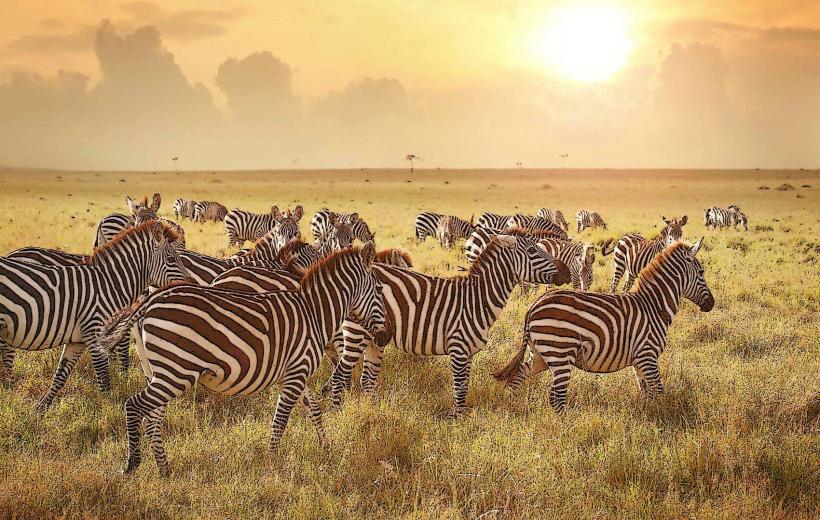 Ikorongo Game Reserve