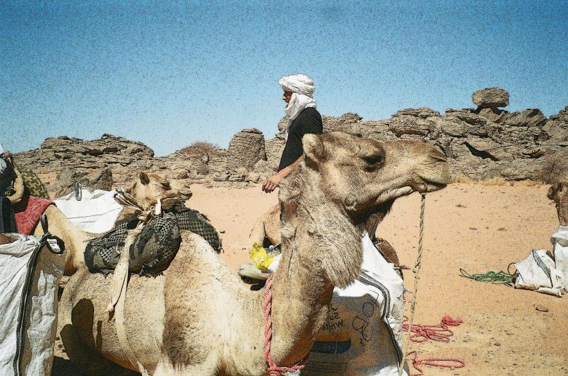 Camel Market