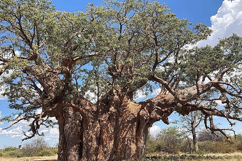 Sacred Baobab Trees