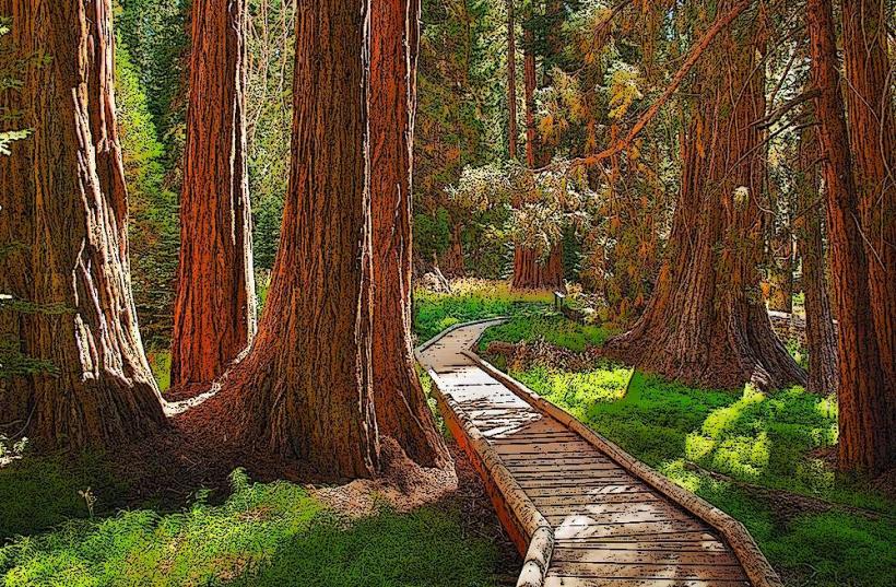 Sequoia National Park
