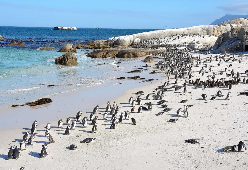 Boulders Beach